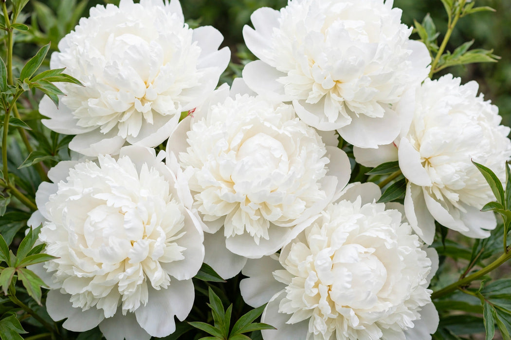PEONY IVORY VICTORY 50cm - White - 100 Stems
