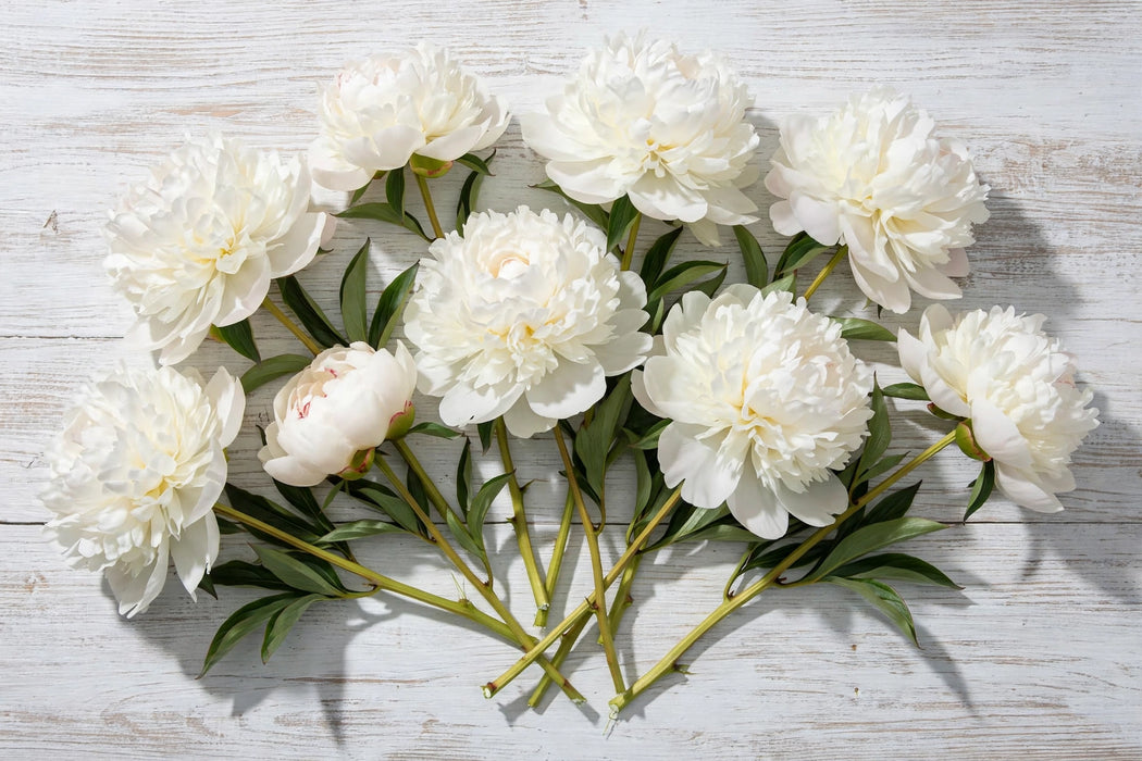 PEONY IVORY VICTORY BIG WHITE!! 60cm - Ivory - 60 Stems