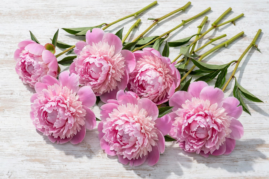 PEONY JULES ELIE 50cm - Pink - 100 Stems