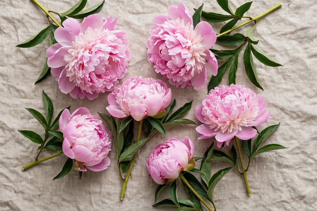 PEONY JULES ELIE 55cm - Pink - 100 Stems