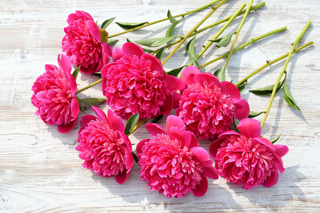 PEONY KANSAS / HOT PINK 50-60cm - Hot Pink - 100 Stems