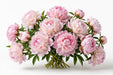 Next Day Delivery - Peonies Light Pink Alertie 40-50 cm - 80 Stems [LIMITED]