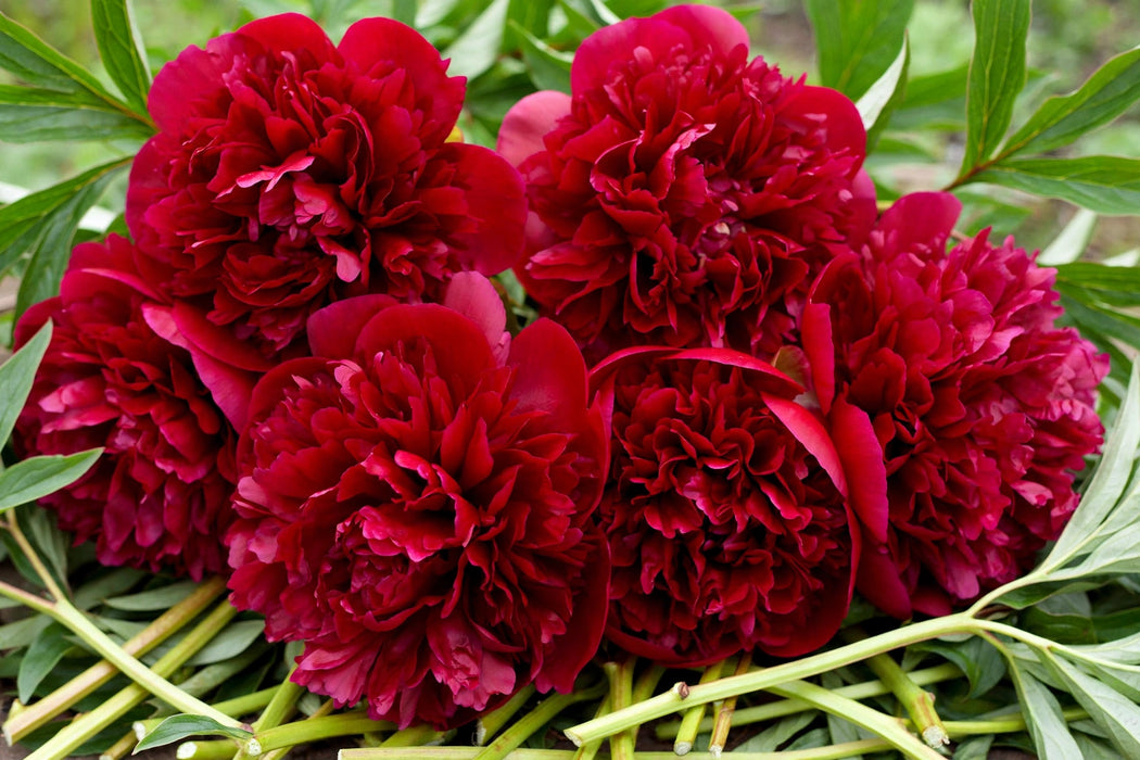 PEONY KARL ROSENFIELD 50-60cm - 100 Stems