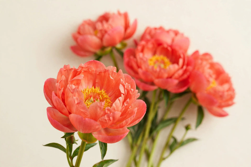 PEONY KINGSDAY EXTRA 60cm - 60 Stems