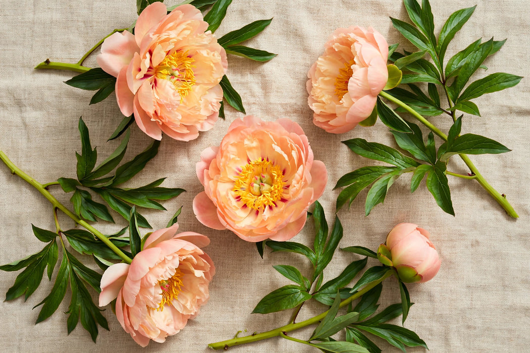 PEONY KINGSDAY PEACH 60cm - 60 Stems