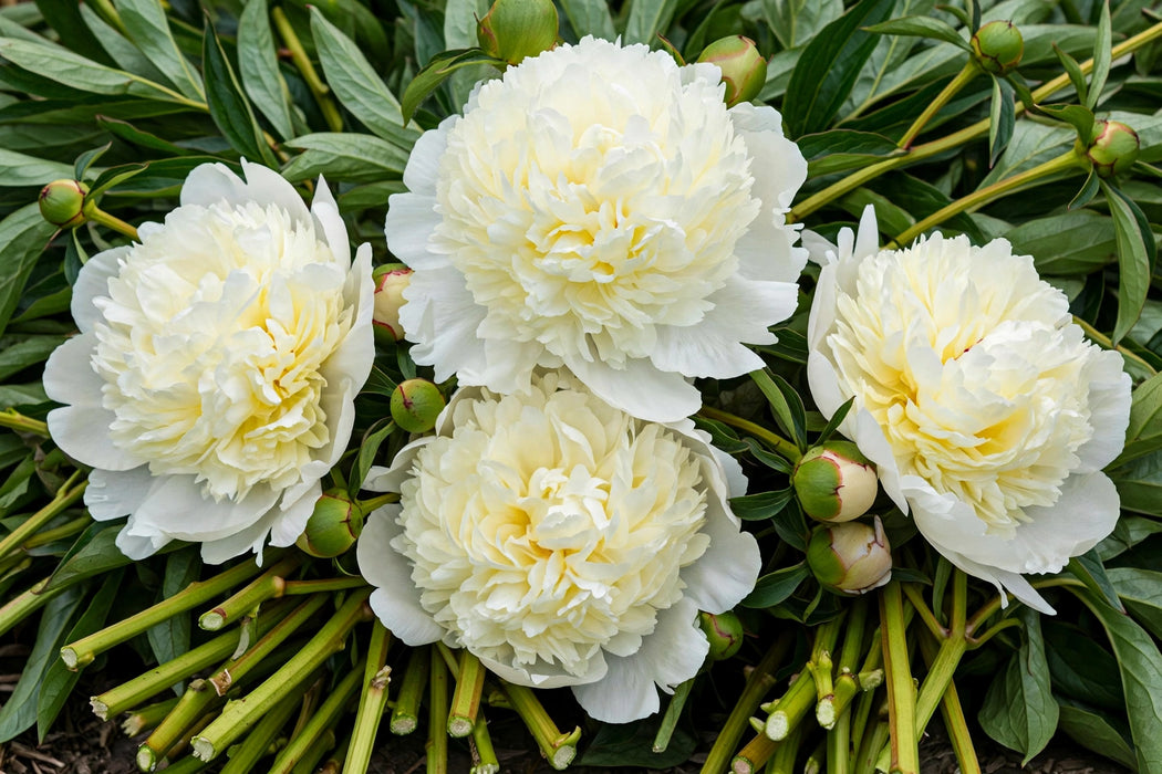 PEONY LAURA DESSERT CREAMY-WHITE 50-60cm - White - 100 Stems