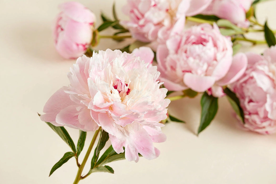 PEONY LIGHT PINK ALERTIE 50-60cm - Light Pink - 60 Stems