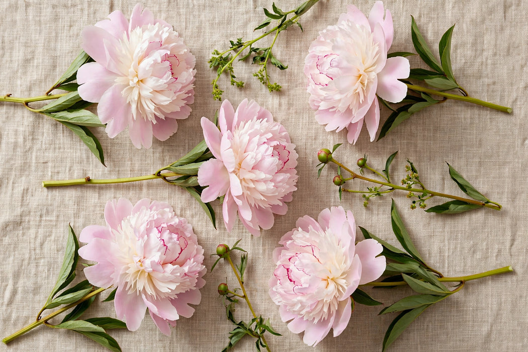 PEONY LIGHT PINK ALERTIE 50cm - Light Pink - 100 Stems