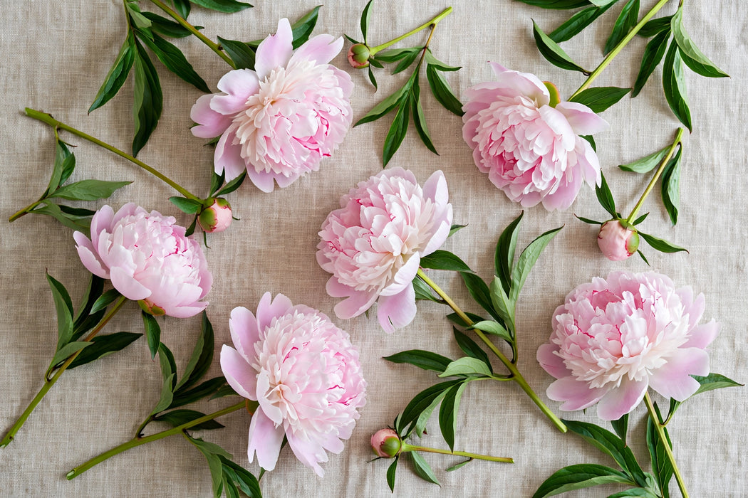 PEONY LT PINK PECHER 50cm - Light Pink - 60 Stems
