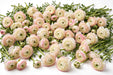 The Ranunculus Collection - Romance Ranunculus Hydra Cream With Pink Edges 30-40CM (100 STEMS / BX)