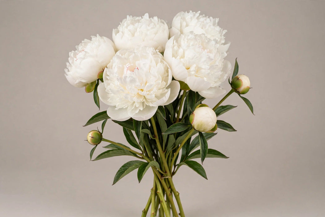 PEONY MADAME CLADE TAIN 55cm - 60 Stems