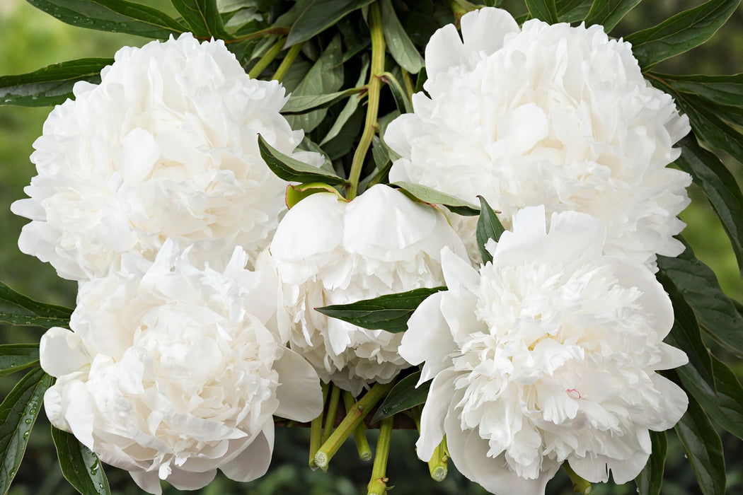 PEONY MADAME CLAUDE TAIN BIG WHITE 60cm - White - 60 Stems