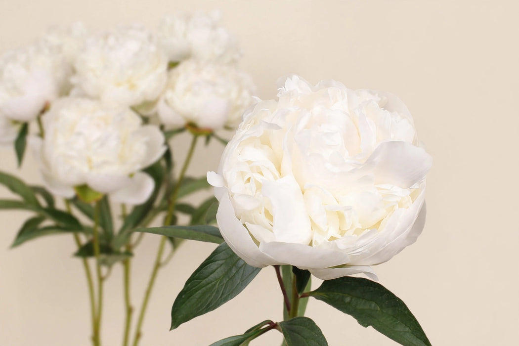 PEONY MADAME CLAUDE TAIN SUPERS 60cm - 60 Stems