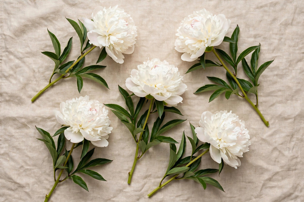 PEONY MADAME CLAUDE TAIN XL 60cm - 60 Stems