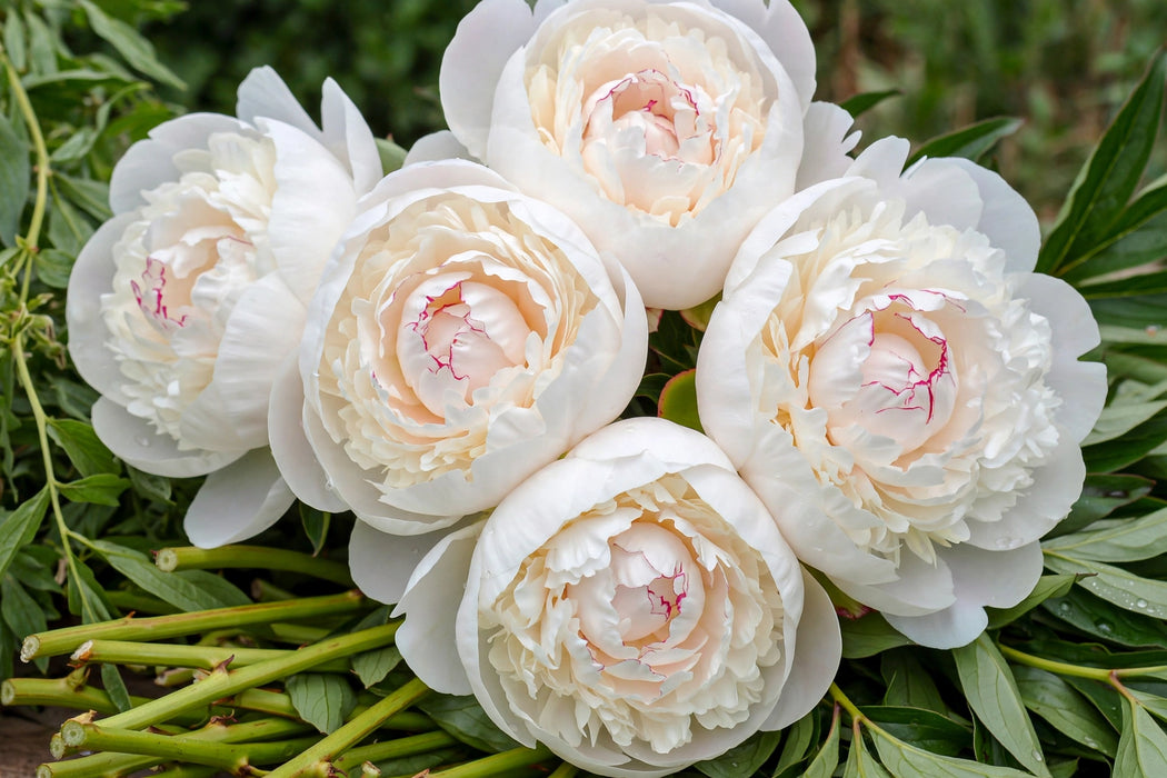 PEONY MARY NICHOLLS / WHITE - BLUSH 50-60cm - White - 100 Stems