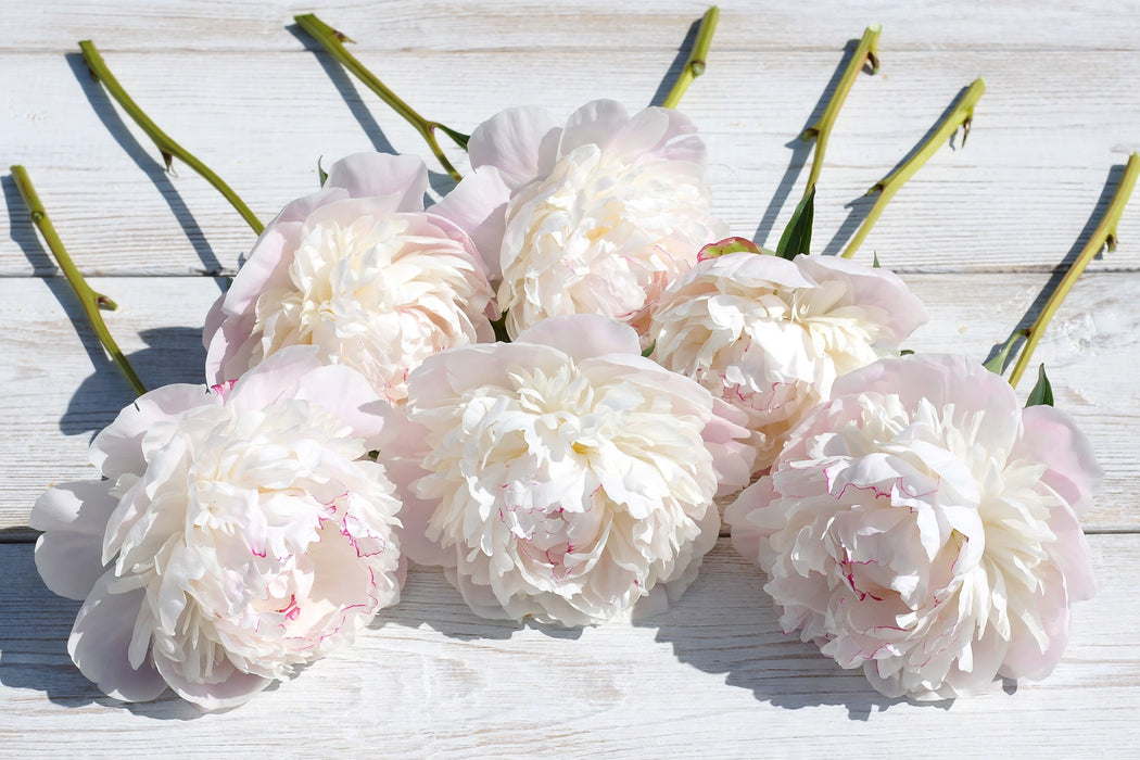 PEONY MARY NICHOLLS / WHITE BLUSH 50-60cm - White - 100 Stems