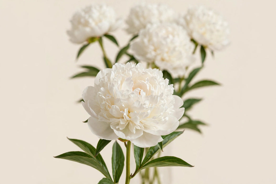 PEONY MARY NICHOLLS 50-60cm - 100 Stems