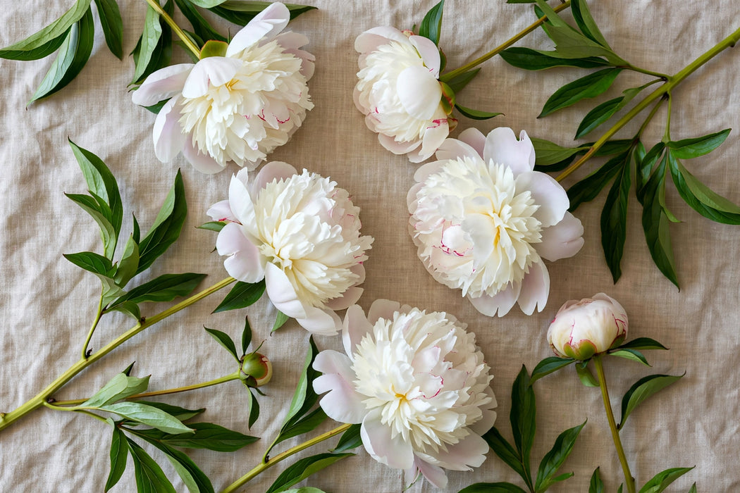 PEONY MARY NICHOLLS 60cm - 60 Stems