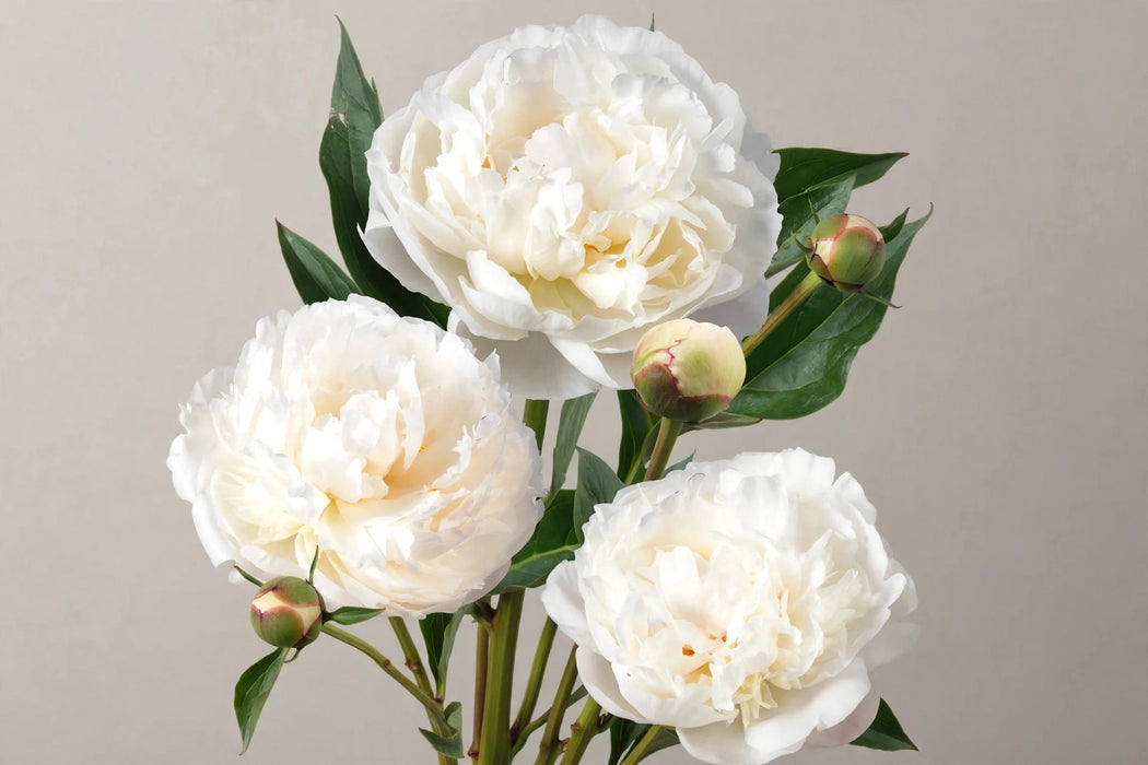 PEONY MARY NICHOLS 55cm - 60 Stems