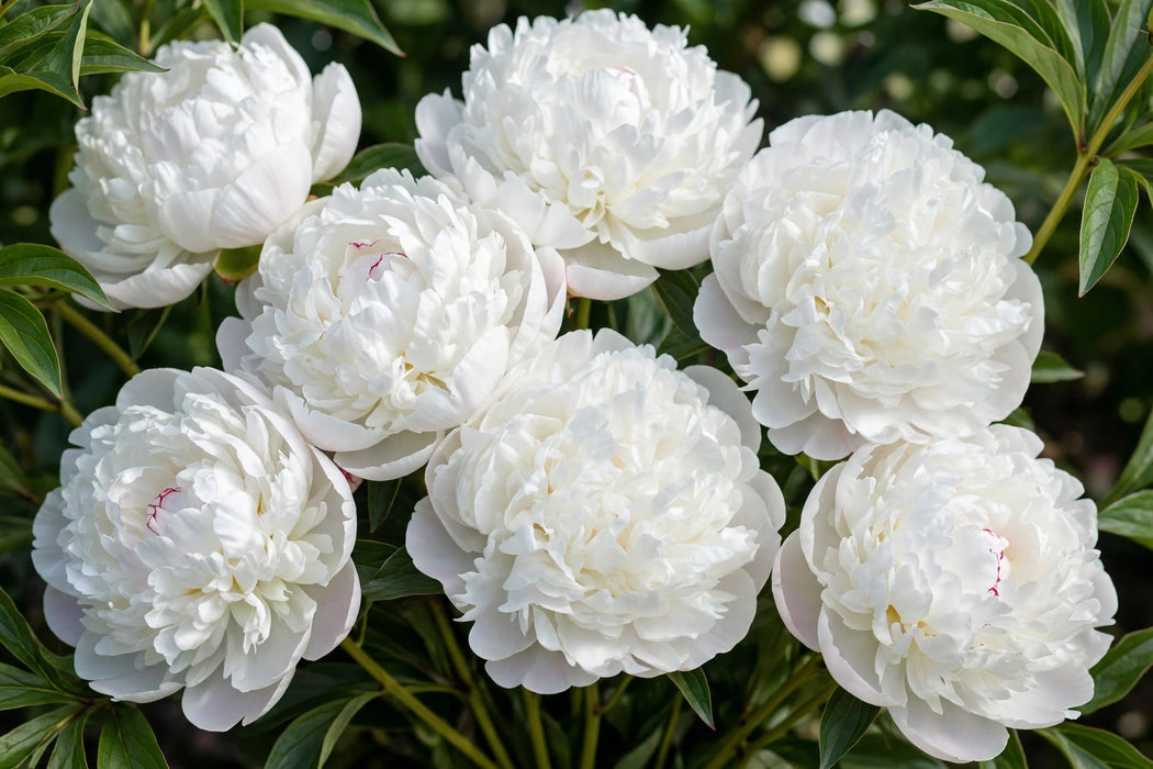 PEONY MARY NICHOLS EXTRA WHITE 60cm - White - 60 Stems