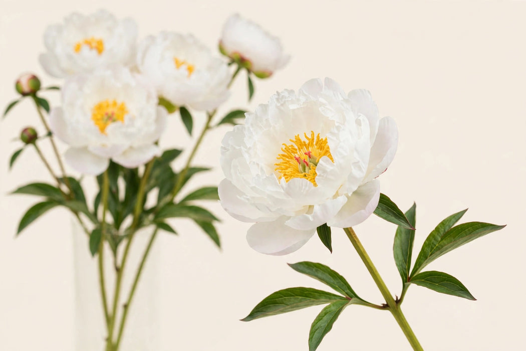 PEONY MISS AMERICA 50cm - 60 Stems