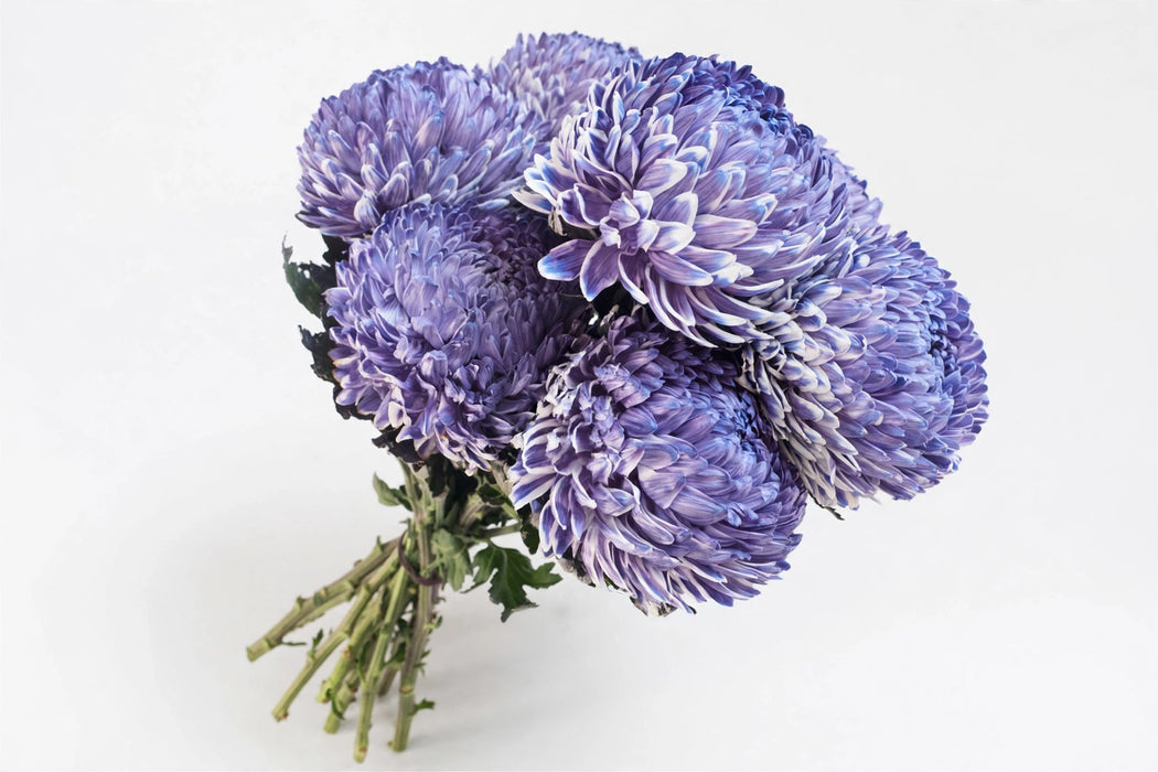 Next Day Delivery - DISBUD FOOTBALL LAVENDER 70cm 10st - Lavender - 70 Stems [LIMITED]