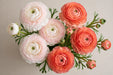 Ranunculus Flower Collection - Romance Ranunculus Assorted 50 Courchevel + 70 Nohant 50-60CM (120 STEMS / BX)