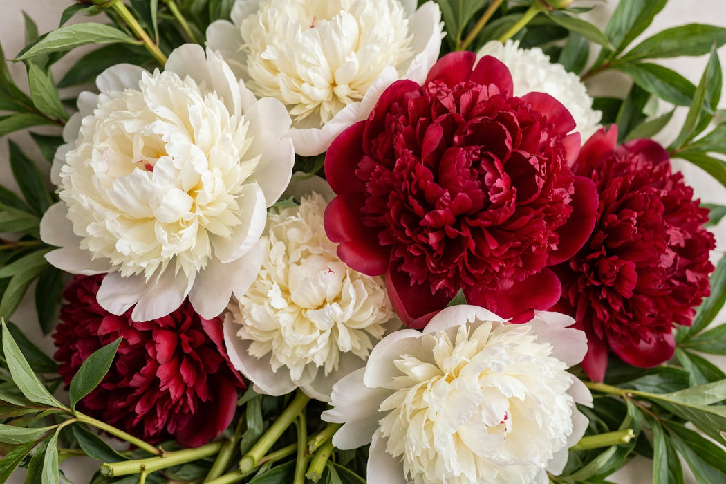 PEONY MIX-B (DUCHESSE N, GARDENIA, RED SARAH) - 100 Stems