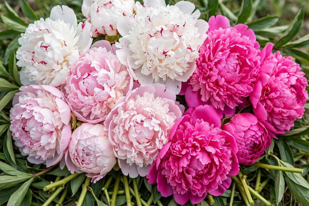 PEONY MIX-G STANDARD (FESTIVA X40, KANSAS X40, SARAH B.X20) - Mixes - 100 Stems