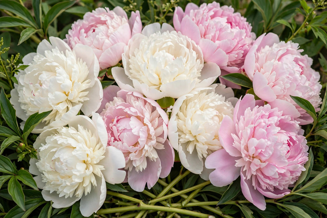 PEONY MIX-Y (DUCHESSE N, SARAH B) - 100 Stems
