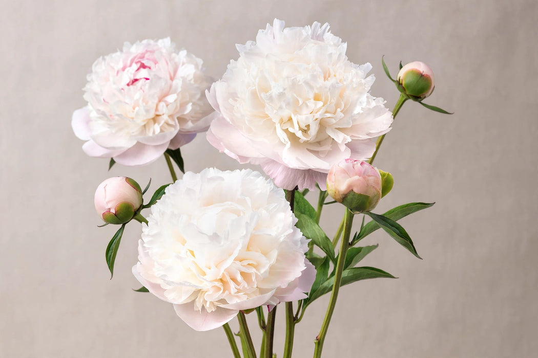 PEONY MOON OVER BARINGTON - Blush White - 100 Stems