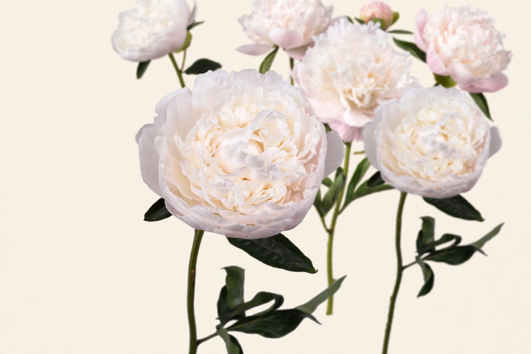 PEONY MOON OVER BARRINGTON - Blush White - 100 Stems