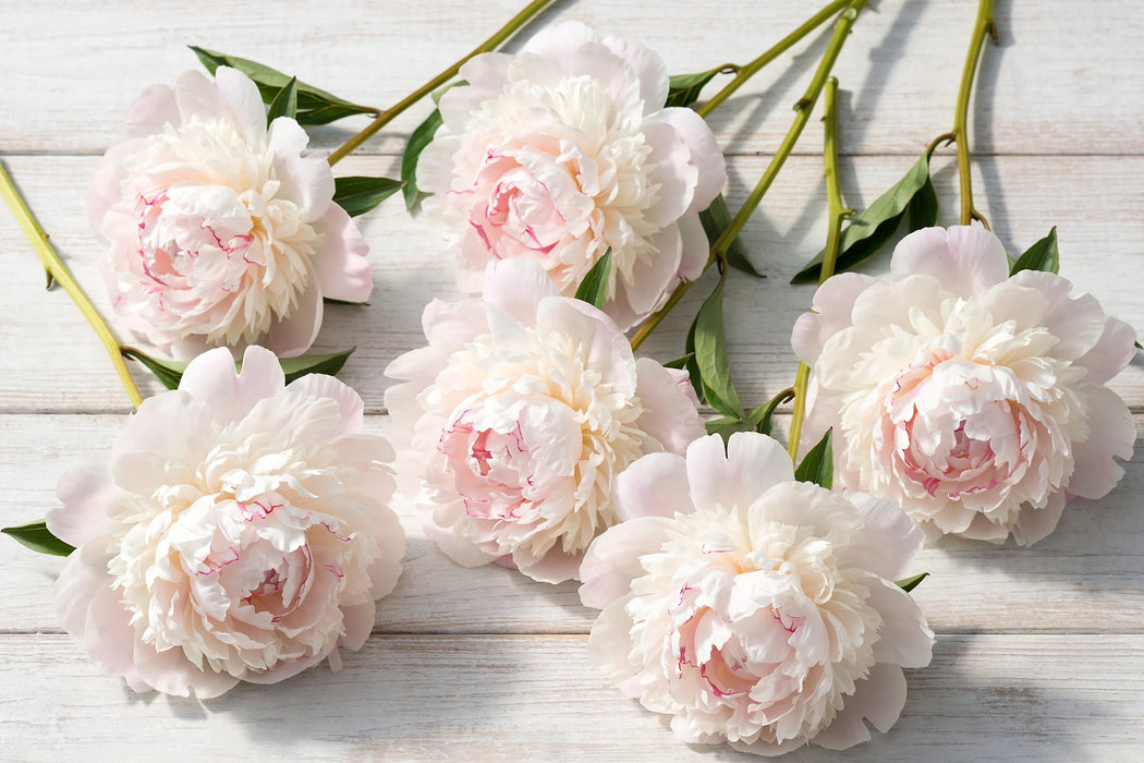 PEONY MOON OVER BARRINGTON 50-60cm - 100 Stems