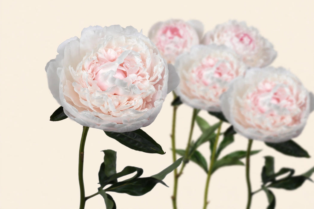 PEONY MOON OVER BARRINGTON 55cm - 60 Stems