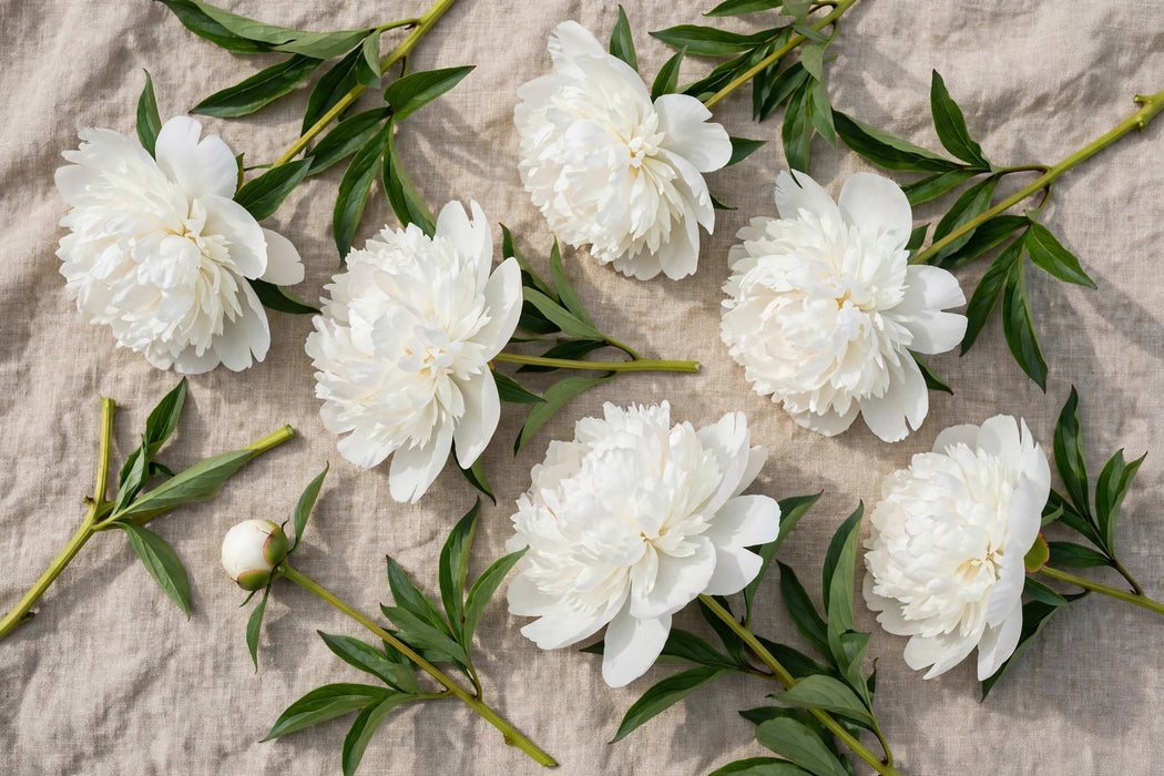 PEONY MOTHER'S CHOICE 50-60cm - 100 Stems