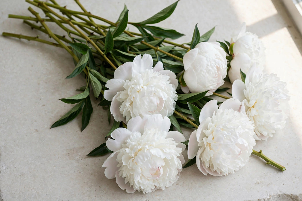 PEONY MOTHERS CHOICE 55cm - 60 Stems
