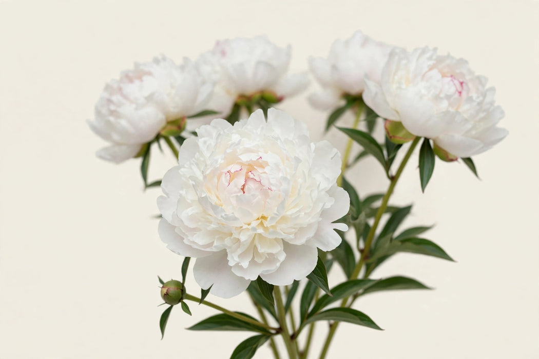 PEONY ODILE 55cm - 60 Stems