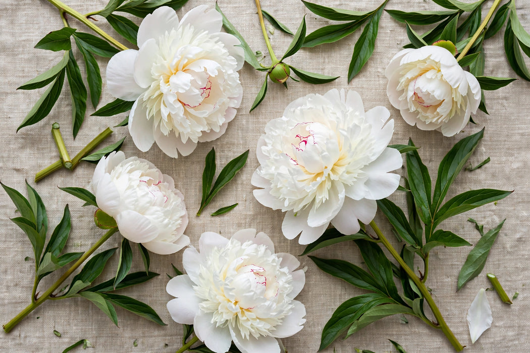 PEONY ODILE 60cm - 100 Stems