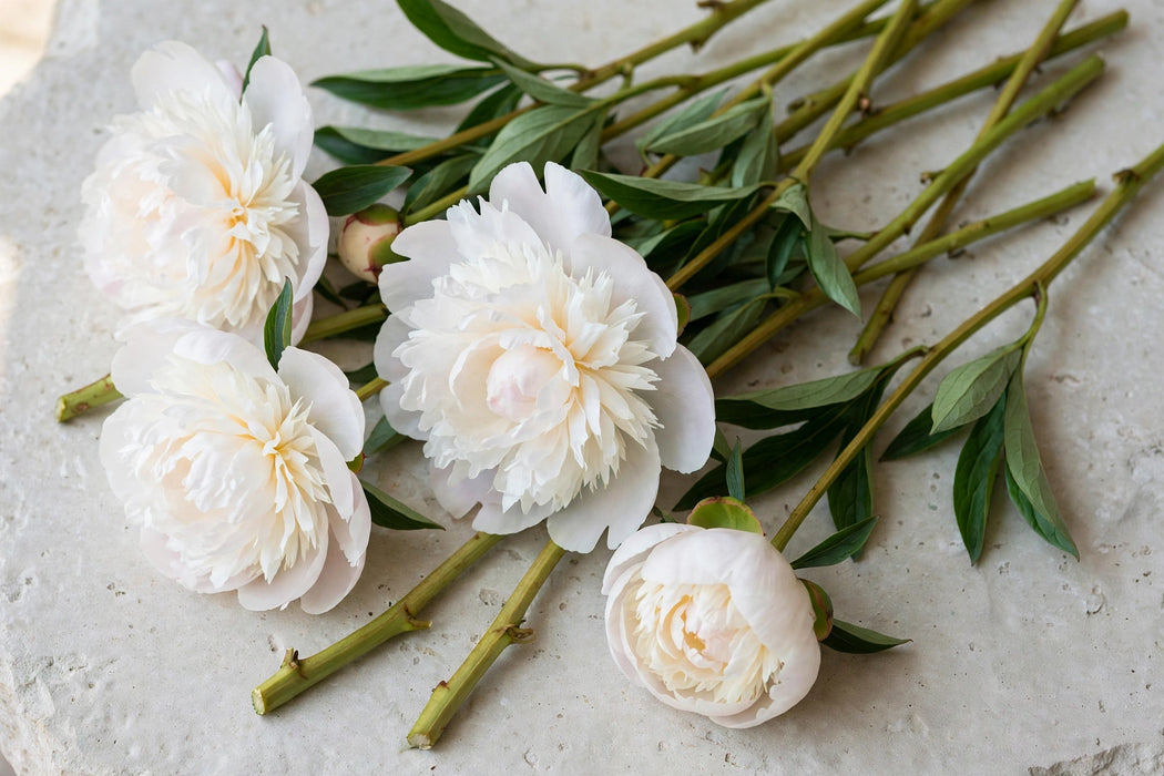 PEONY ODILE FRENCH 50cm - 60 Stems