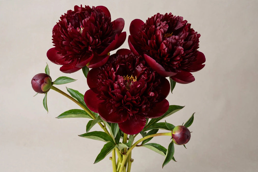 PEONY OL D FAITHFULL 65cm - 60 Stems