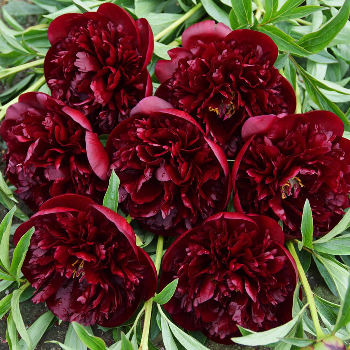 PEONY OLD FAITHFUL (DARK RED) - Premium - 100 Stems