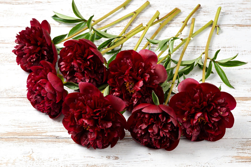 PEONY OLD FAITHFUL - Dark Red - 100 Stems