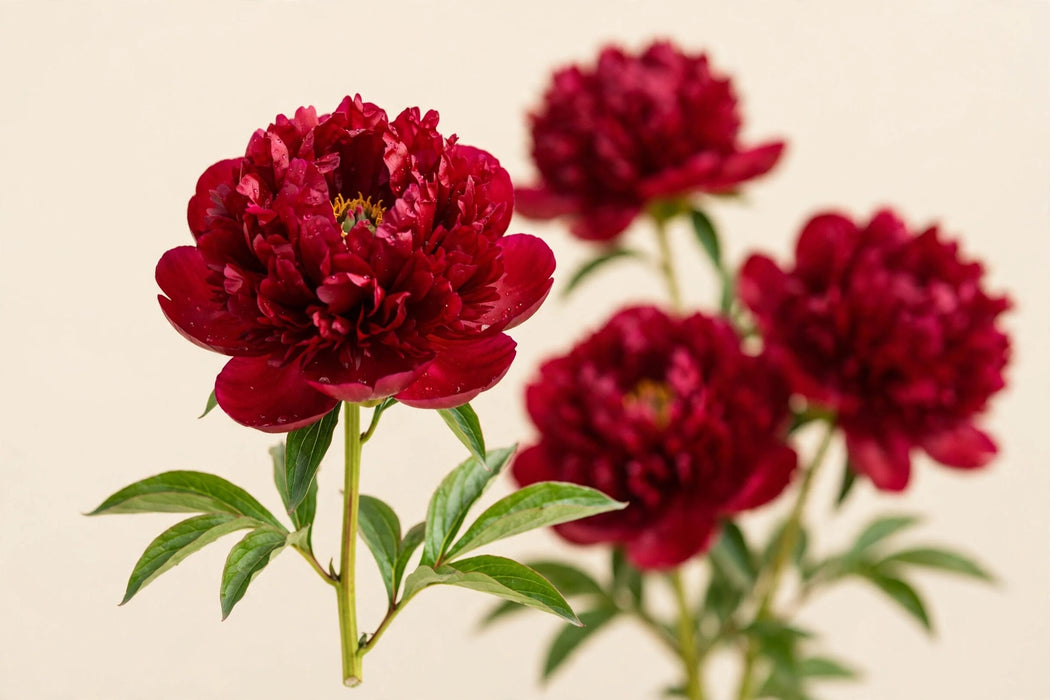 PEONY OLD FAITHFUL - Red - 100 Stems