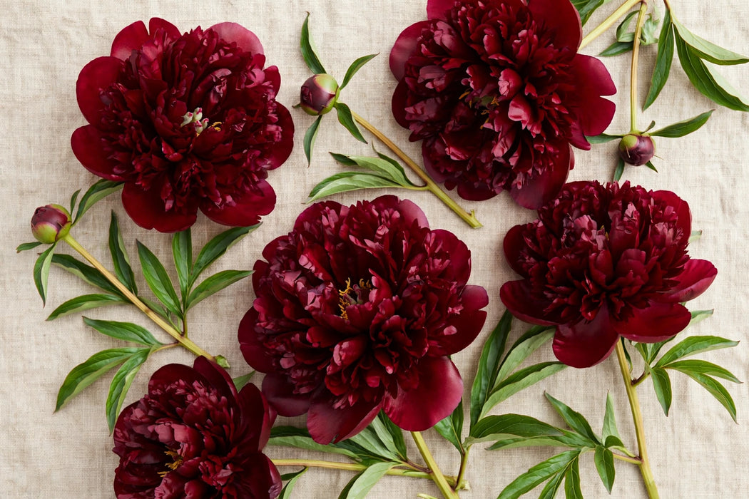 PEONY OLD FAITHFUL BURGUNDY HUGE!! 70cm - Burgundy - 60 Stems