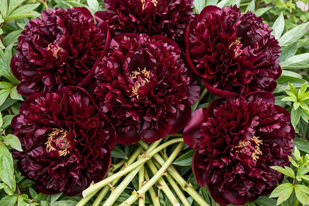 PEONY OLD FAITHFULL RUFFLED BURG 60cm - 60 Stems
