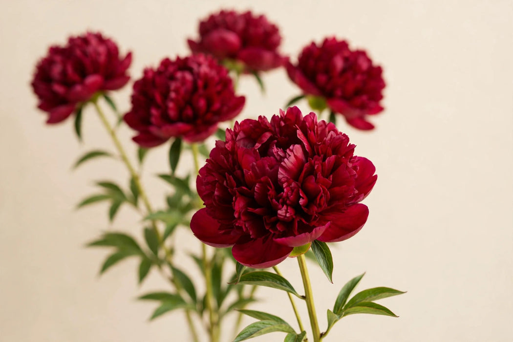 PEONY OLE FAITHFUL 60cm - 60 Stems