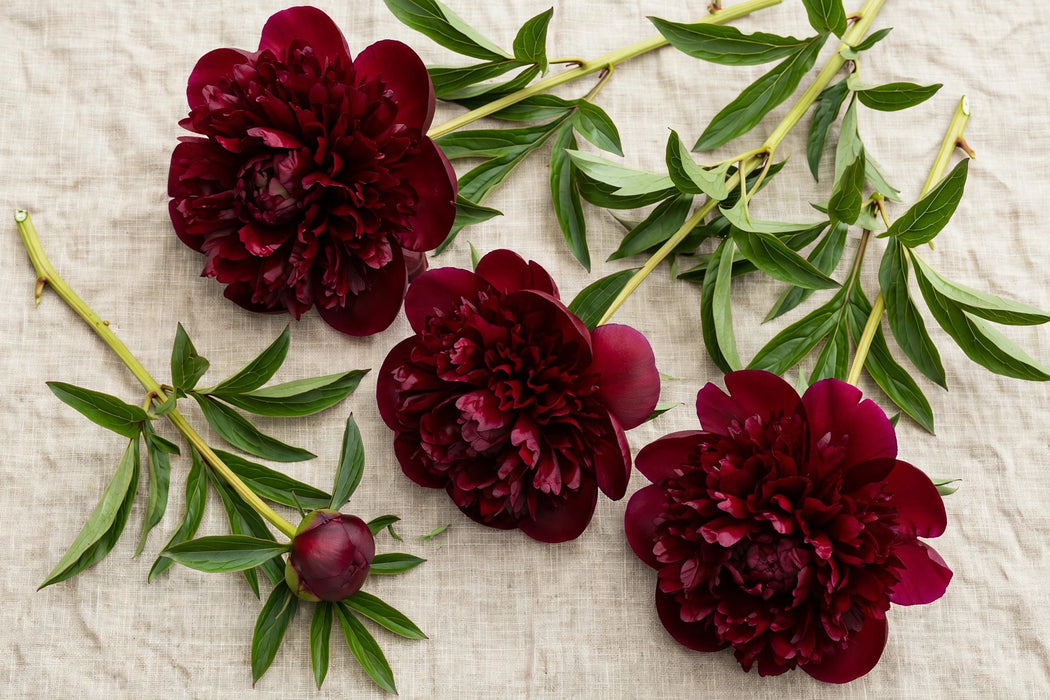 PEONY OLE FAITHFUL BURGUNDY 65cm - Burgundy - 60 Stems