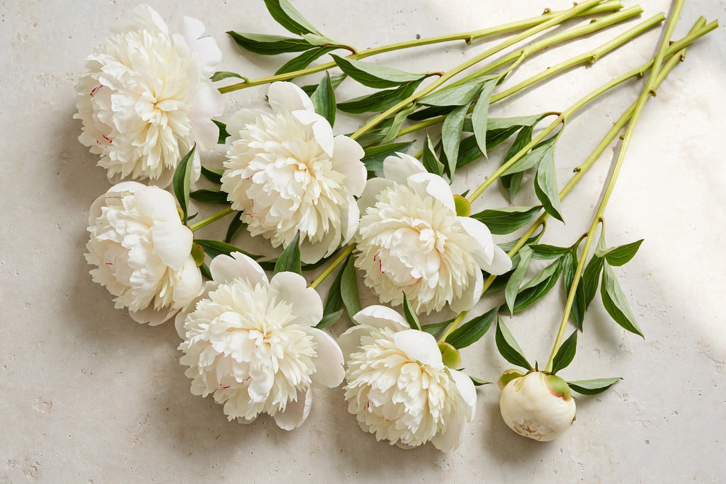 PEONY OWEN COUSIN 60cm - 60 Stems