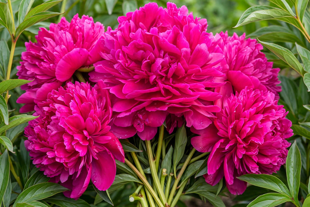 PEONY PAUL M WILD EXTRA GRADE FUCHSIA 60cm - Fuchsia - 60 Stems