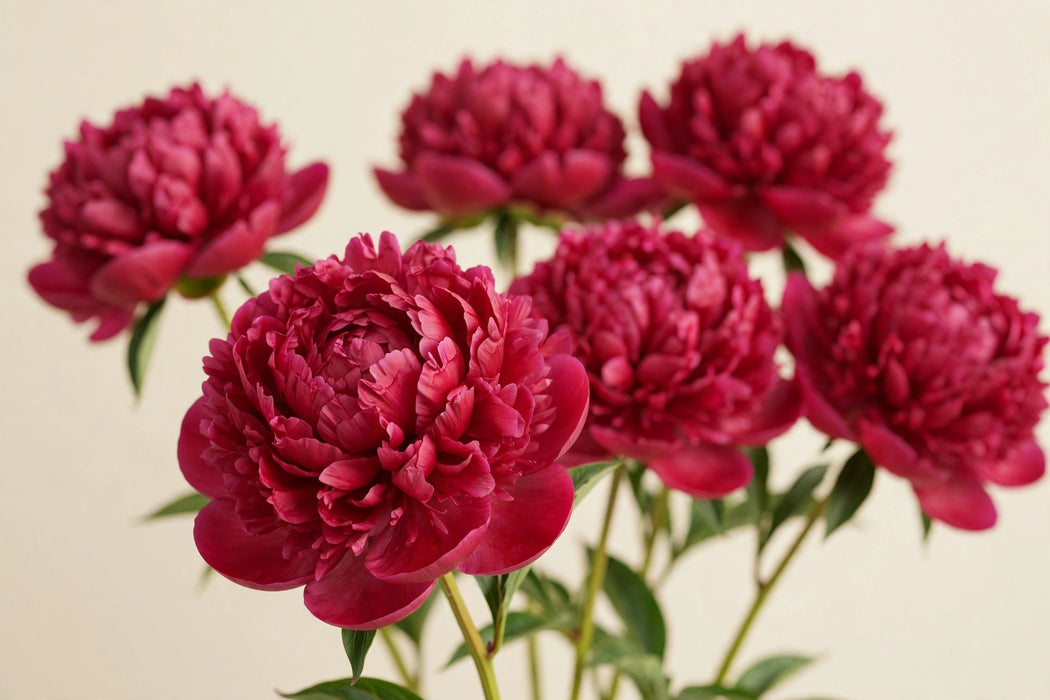 PEONY PAUL WILD 55cm - 60 Stems
